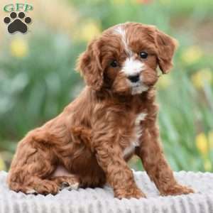 Jared, Cavapoo Puppy